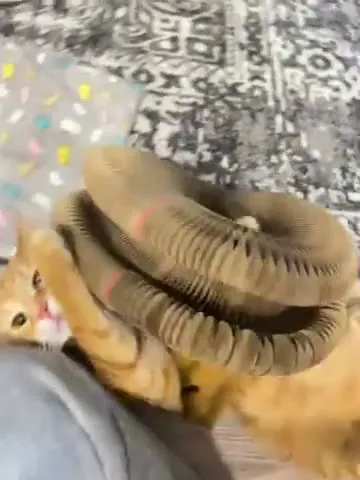 Customer video of a cat playing with Kitty Kurlz