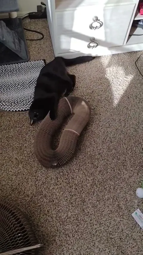 Customer video of a cat playing with Kitty Kurlz