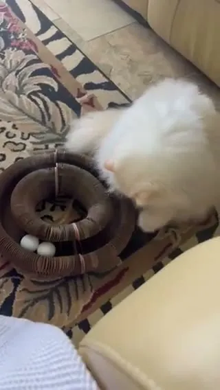 Customer video of a cat playing with Kitty Kurlz