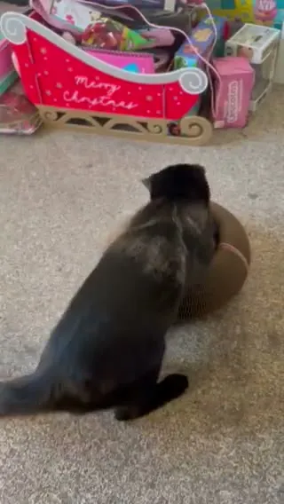 Customer video of a cat playing with Kitty Kurlz