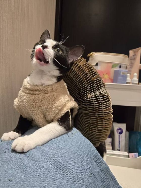 Black-and-white cat in a fleece sweater licking its nose beside an upright Kitty Kurlz scratcher
