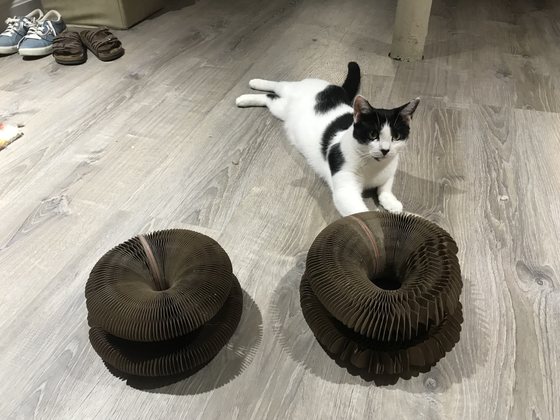 Black-and-white cat lying behind two folded Kitty Kurlz cardboard scratchers on a gray wood floor
