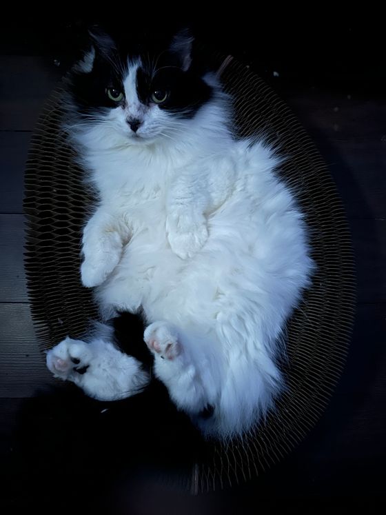 Fluffy tuxedo cat lying belly-up inside a Kitty Kurlz cardboard scratcher ring in dramatic light