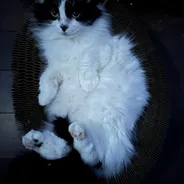 Fluffy tuxedo cat lying belly-up inside a Kitty Kurlz cardboard scratcher ring in dramatic light