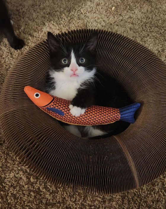Wide-eyed tuxedo kitten sitting inside a Kitty Kurlz cardboard scratcher ring holding an orange plush fish