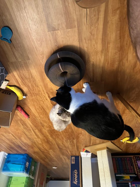 Tuxedo cat and lynx-point tabby sniffing a Kitty Kurlz scratcher ring on a hardwood floor
