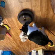 Tuxedo cat and lynx-point tabby sniffing a Kitty Kurlz scratcher ring on a hardwood floor