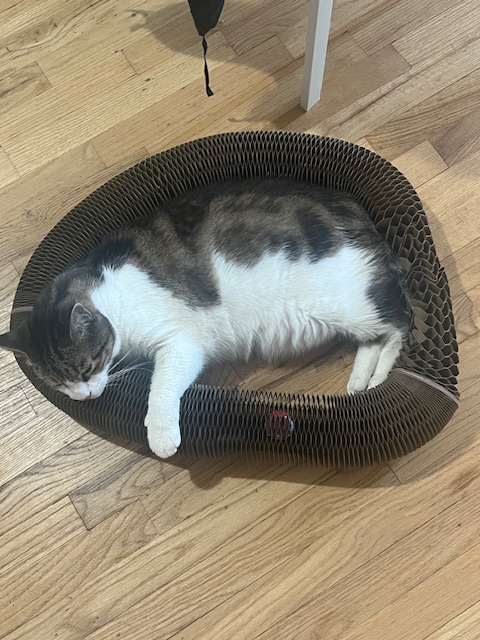 Tuxedo cat sitting inside a Kitty Kurlz cardboard scratcher bowl on a teal rug