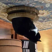 Tuxedo cat sitting inside a Kitty Kurlz cardboard scratcher ring on a patterned rug