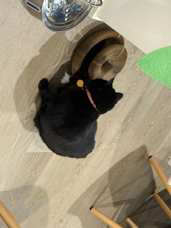 Black cat with a pink collar sitting beside a curled Kitty Kurlz scratcher on light wood flooring