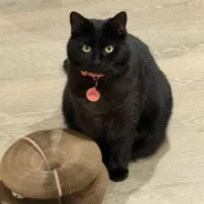 Black cat with a pink collar sitting next to a stacked Kitty Kurlz cardboard scratcher