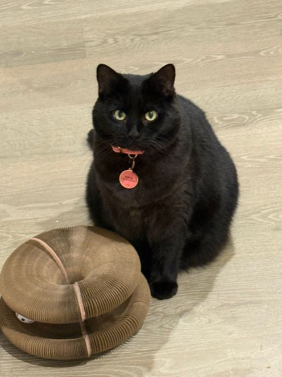 Black cat with a pink collar sitting next to a stacked Kitty Kurlz cardboard scratcher