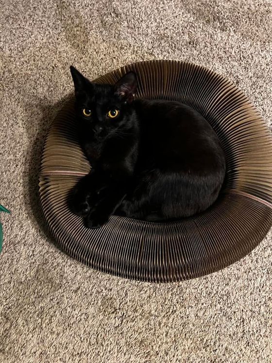 Black cat with golden eyes curled inside a Kitty Kurlz cardboard scratcher ring on carpet