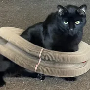Green-eyed black cat sitting inside a Kitty Kurlz scratcher ring wrapped around its body