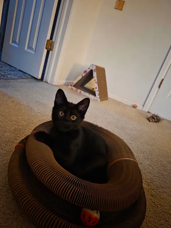Black kitten with wide eyes sitting inside a Kitty Kurlz cardboard scratcher ring on beige carpet