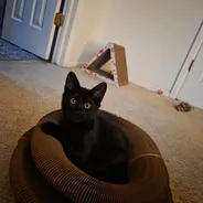 Black kitten with wide eyes sitting inside a Kitty Kurlz cardboard scratcher ring on beige carpet