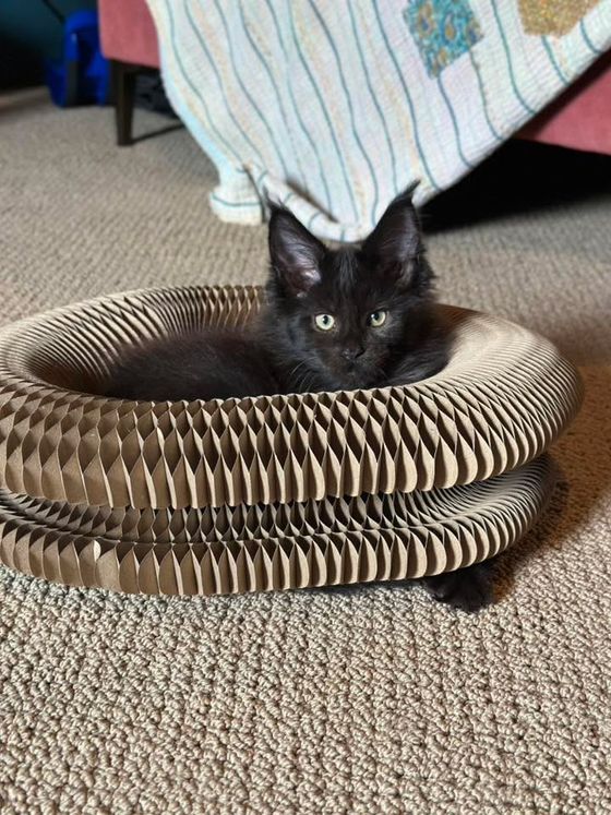 Fluffy black kitten lounging inside a Kitty Kurlz cardboard scratcher ring