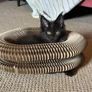 Fluffy black kitten lounging inside a Kitty Kurlz cardboard scratcher ring