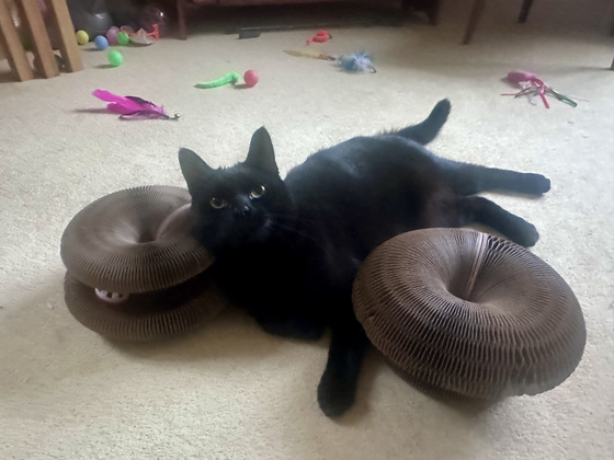 Black cat sprawled on carpet between two Kitty Kurlz cardboard scratcher rings surrounded by cat toys