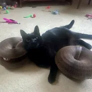 Black cat sprawled on carpet between two Kitty Kurlz cardboard scratcher rings surrounded by cat toys