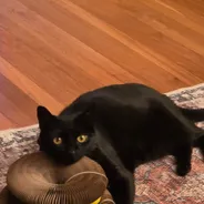 Black cat resting its chin on stacked Kitty Kurlz cardboard scratcher rings on a patterned rug