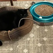 Black cat lying inside a Kitty Kurlz cardboard scratcher ring next to a turquoise track ball toy