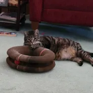 Brown tabby cat lying beside a Kitty Kurlz cardboard scratcher and nibbling its top edge
