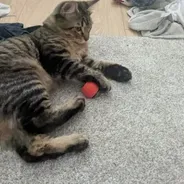Tabby cat clutching a red rattle ball from a Kitty Kurlz scratcher while lying on a gray rug