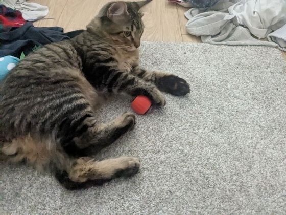 Tabby cat clutching a red rattle ball from a Kitty Kurlz scratcher while lying on a gray rug