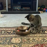 Brown tabby batting the rattle balls inside a Kitty Kurlz scratcher ring on an oriental rug
