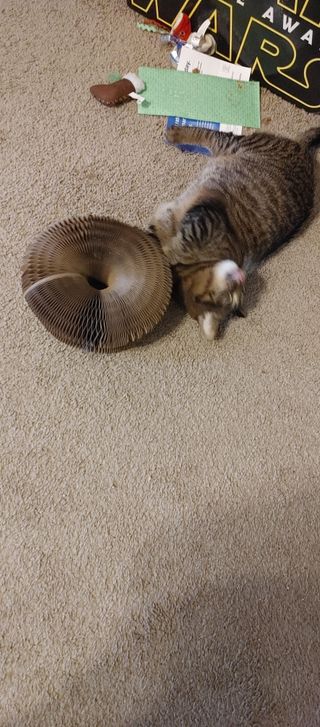 Brown tabby rolling playfully beside a Kitty Kurlz cardboard scratcher ring on beige carpet