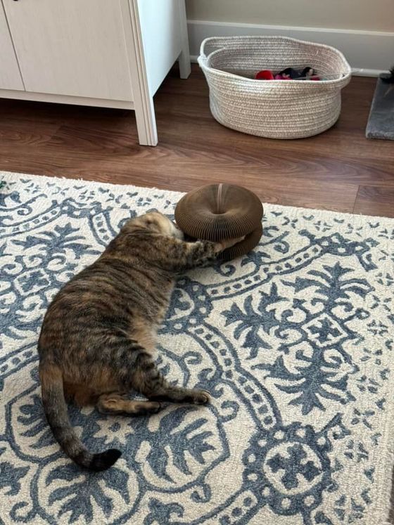 Brown tabby cat reaching into a Kitty Kurlz cardboard scratcher on a blue and white floral rug