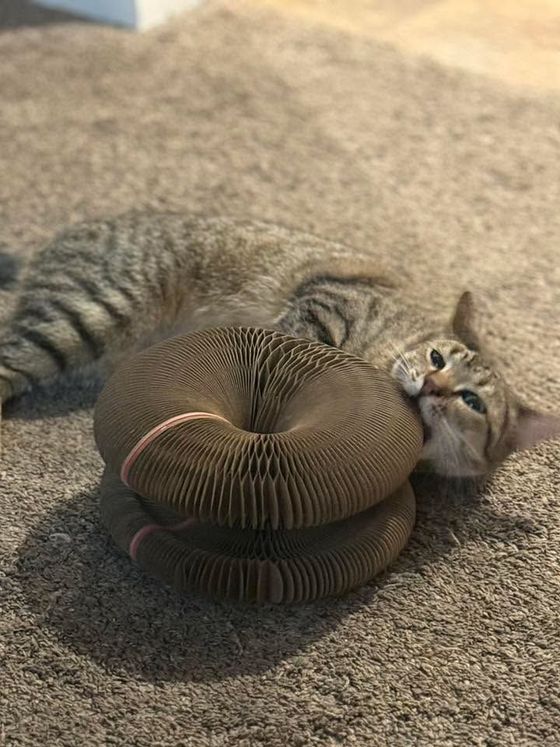 Tabby cat lying on its side nibbling the edge of a stacked Kitty Kurlz cardboard scratcher
