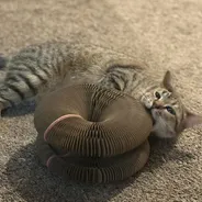Tabby cat lying on its side nibbling the edge of a stacked Kitty Kurlz cardboard scratcher