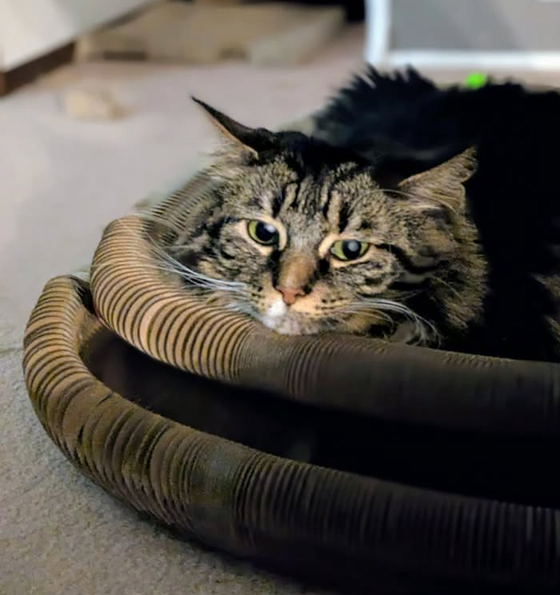 Brown tabby cat resting its chin on the edge of a Kitty Kurlz cardboard scratcher