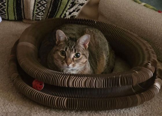 Brown tabby cat sitting inside a Kitty Kurlz cardboard scratcher ring with a red rattle ball in the track