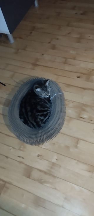 Tabby cat curled in a Kitty Kurlz cardboard scratcher ring on a wood floor at night