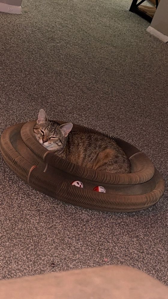 Brown tabby curled asleep inside a Kitty Kurlz scratcher ring with rattle balls in the track