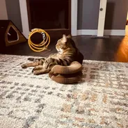 Brown tabby cat lounging with its paws draped over a stacked Kitty Kurlz cardboard scratcher on a cream rug near a fireplace