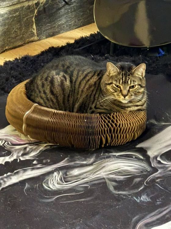 Brown tabby cat loafing inside a Kitty Kurlz cardboard scratcher ring and staring straight at the camera