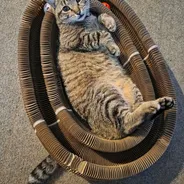Overhead view of a tabby cat lying belly-up inside a Kitty Kurlz cardboard scratcher ring