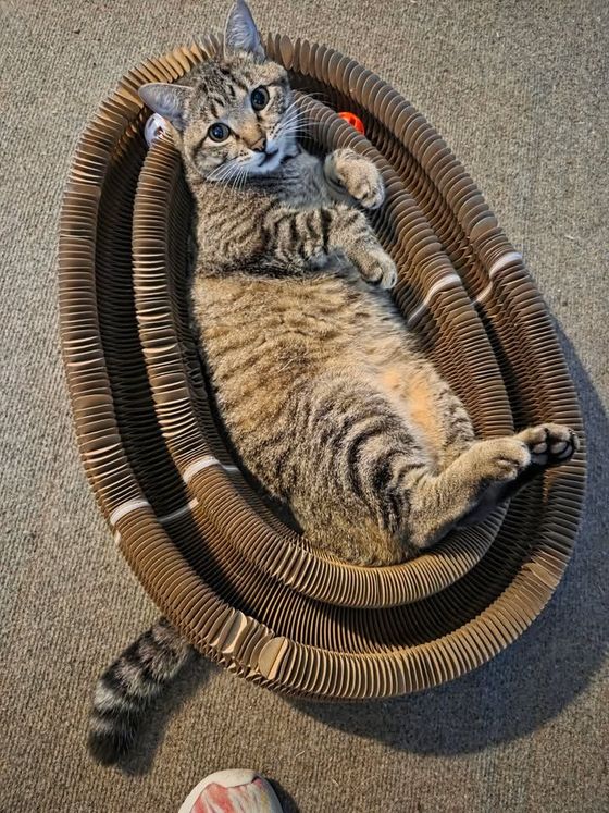 Overhead view of a tabby cat lying belly-up inside a Kitty Kurlz cardboard scratcher ring