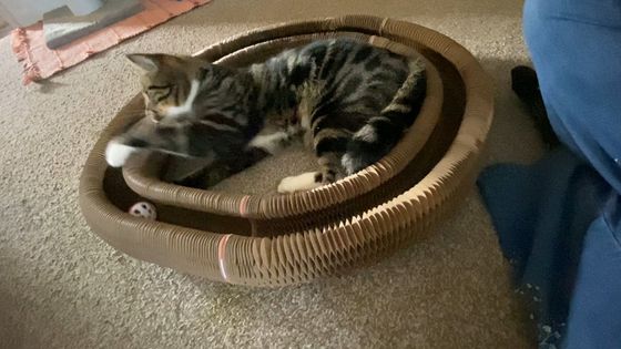 Tabby cat lying in a Kitty Kurlz cardboard scratcher track batting at a rattle ball