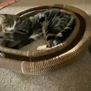Tabby cat lying in a Kitty Kurlz cardboard scratcher track batting at a rattle ball