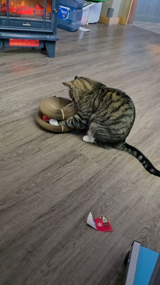 Brown tabby cat reaching a paw into a Kitty Kurlz cardboard scratcher to fish out the red rattle ball on a wood floor