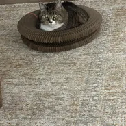 Brown tabby cat loafing inside a Kitty Kurlz cardboard scratcher ring on a beige rug