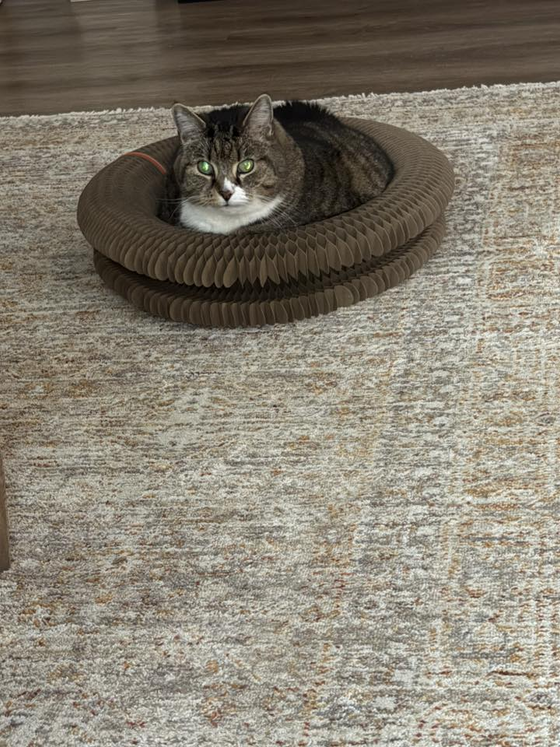 Brown tabby cat loafing inside a Kitty Kurlz cardboard scratcher ring on a beige rug