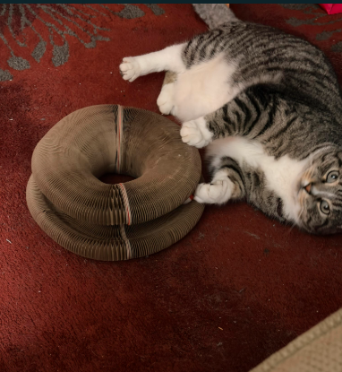 Brown tabby cat lounging next to a stacked Kitty Kurlz cardboard scratcher ring on a red carpet