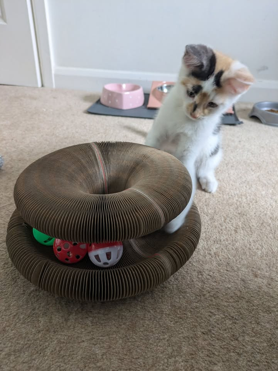 Calico kitten peering at the colorful rattle balls inside a Kitty Kurlz cardboard scratcher