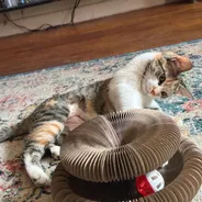 Calico cat reclining behind a Kitty Kurlz cardboard scratcher with a red-and-white rattle ball in its track